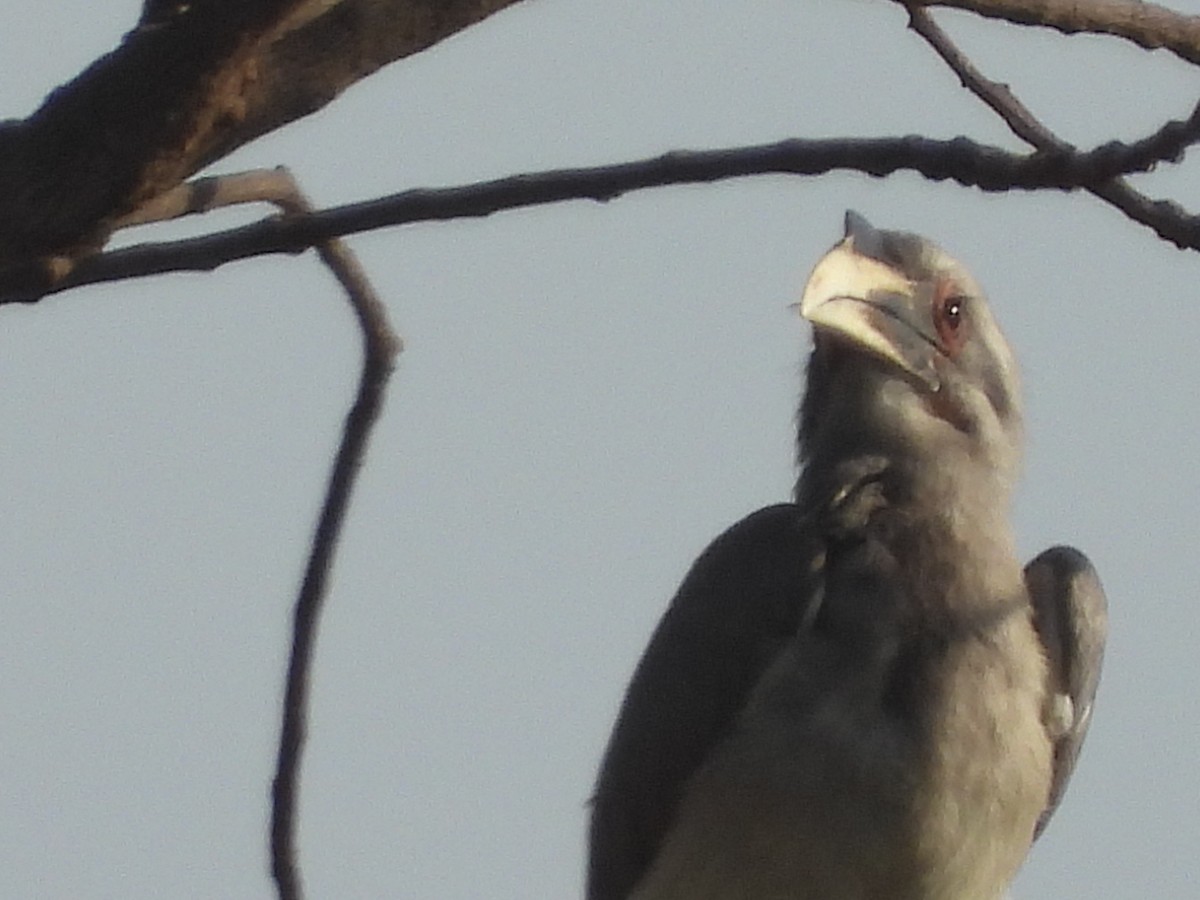 Indian Gray Hornbill - ML152261441