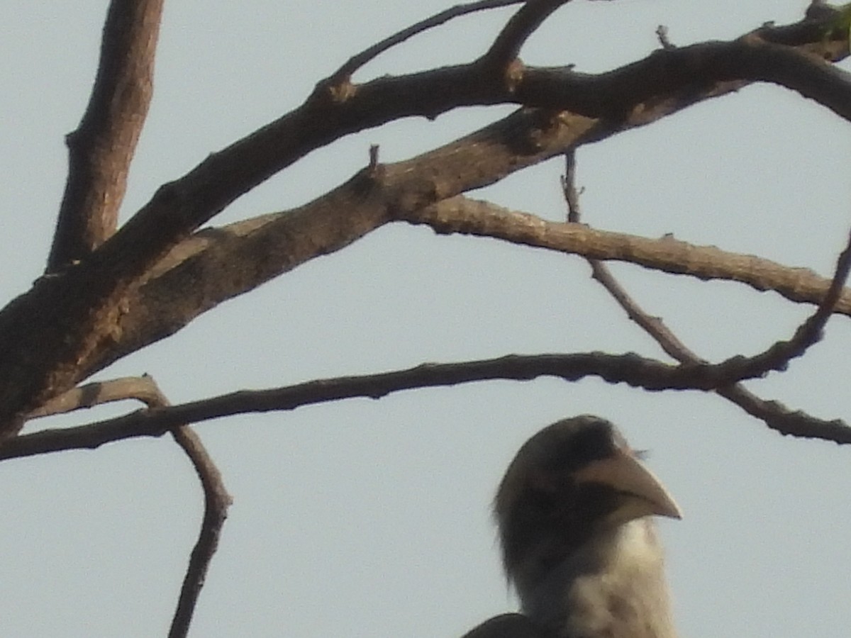 Indian Gray Hornbill - Lakshmikant Neve