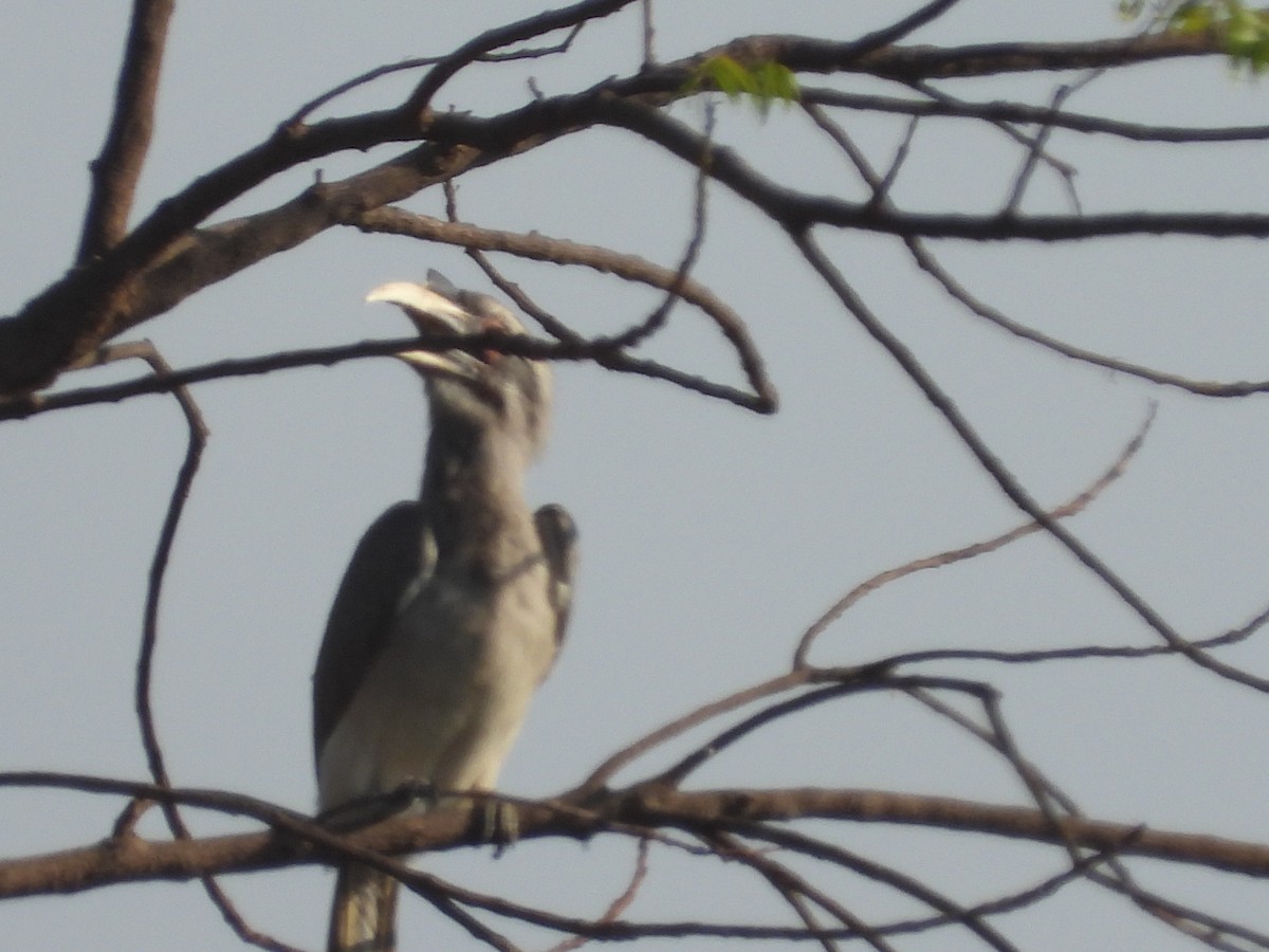 Indian Gray Hornbill - ML152261631