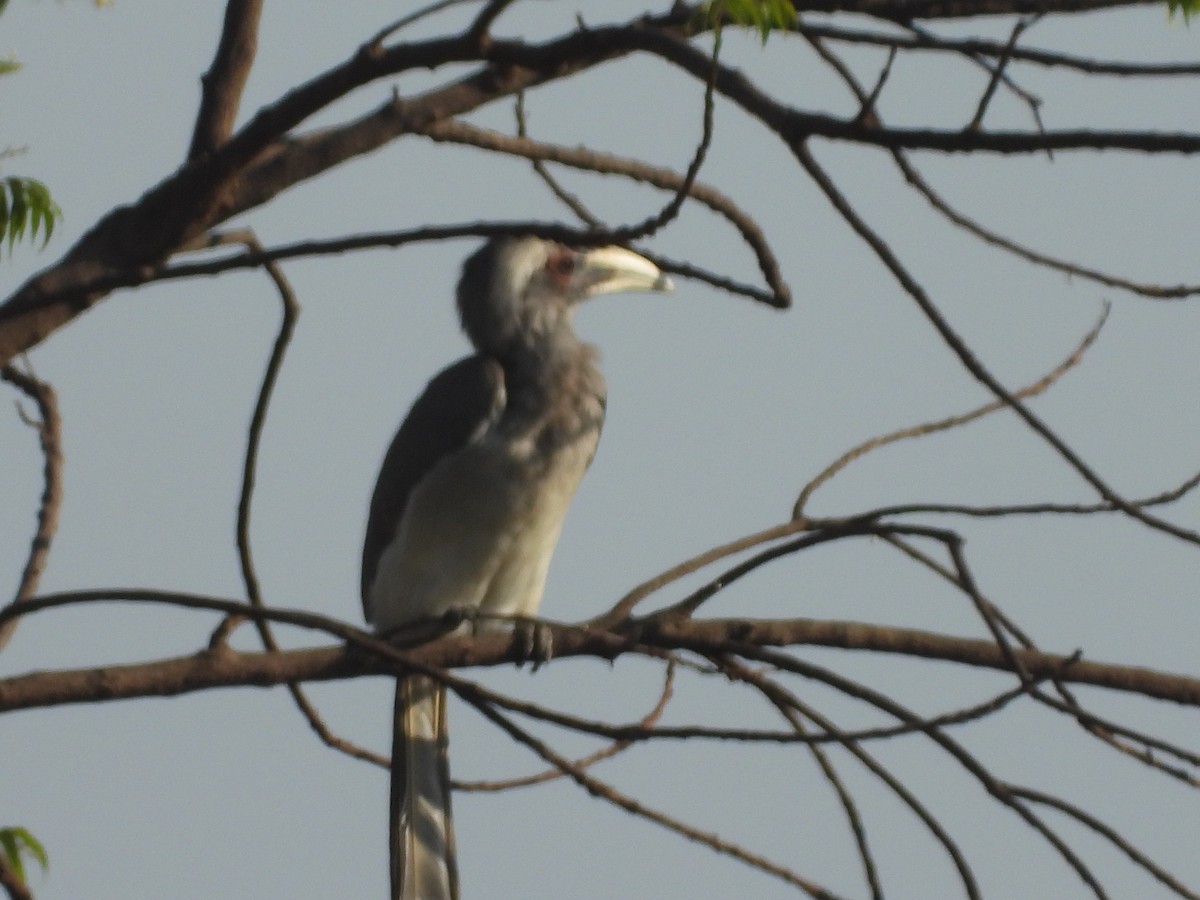 Indian Gray Hornbill - ML152261651