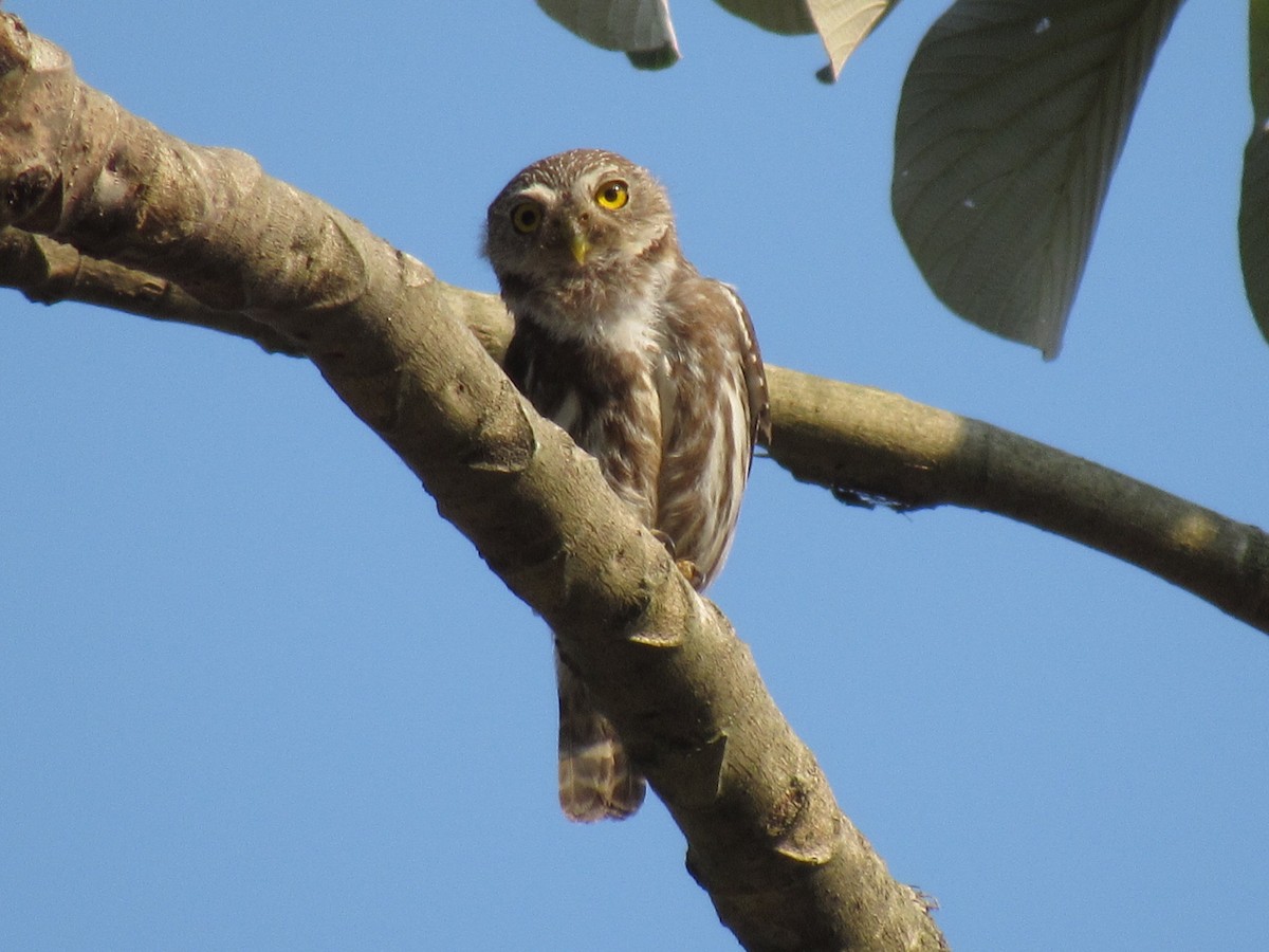 Ferruginous Pygmy-Owl - Franklin  Aguilar