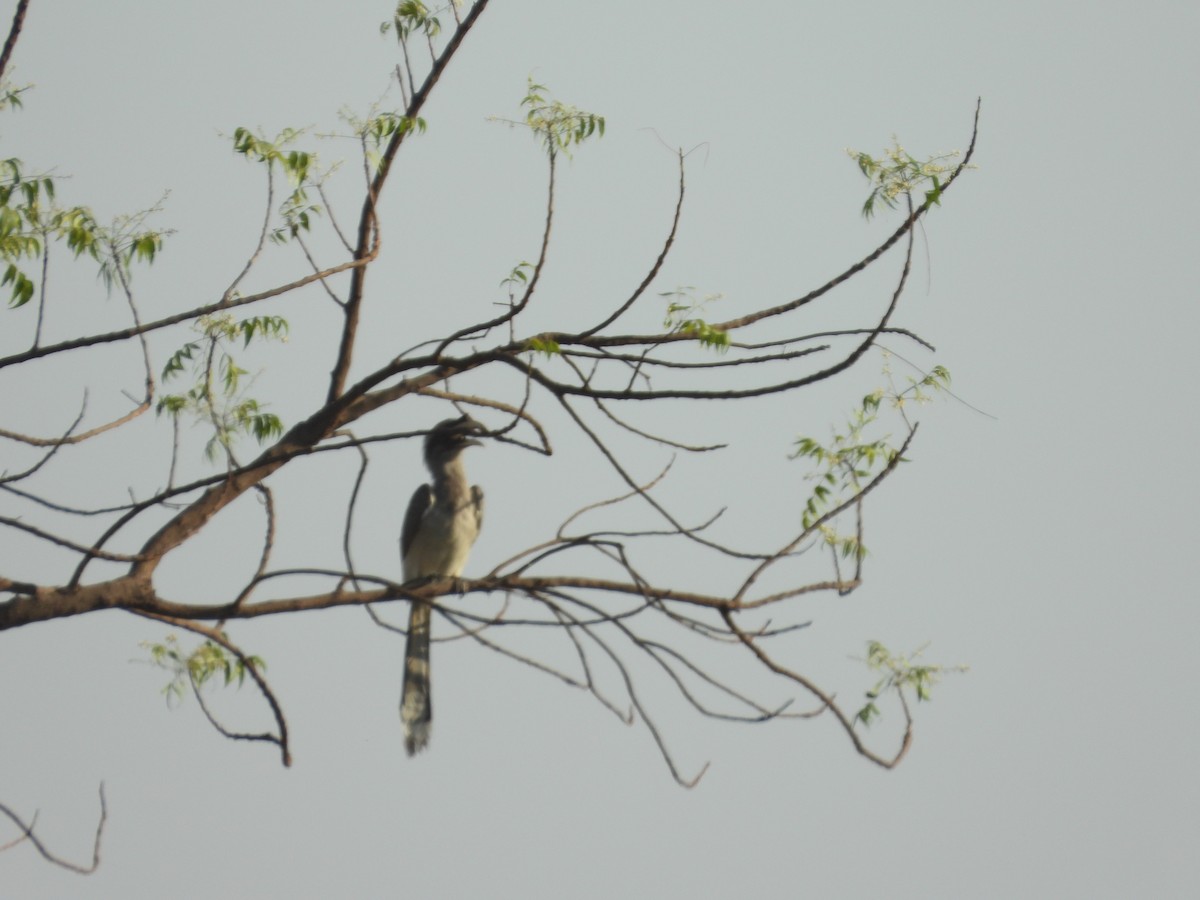 Indian Gray Hornbill - ML152261751