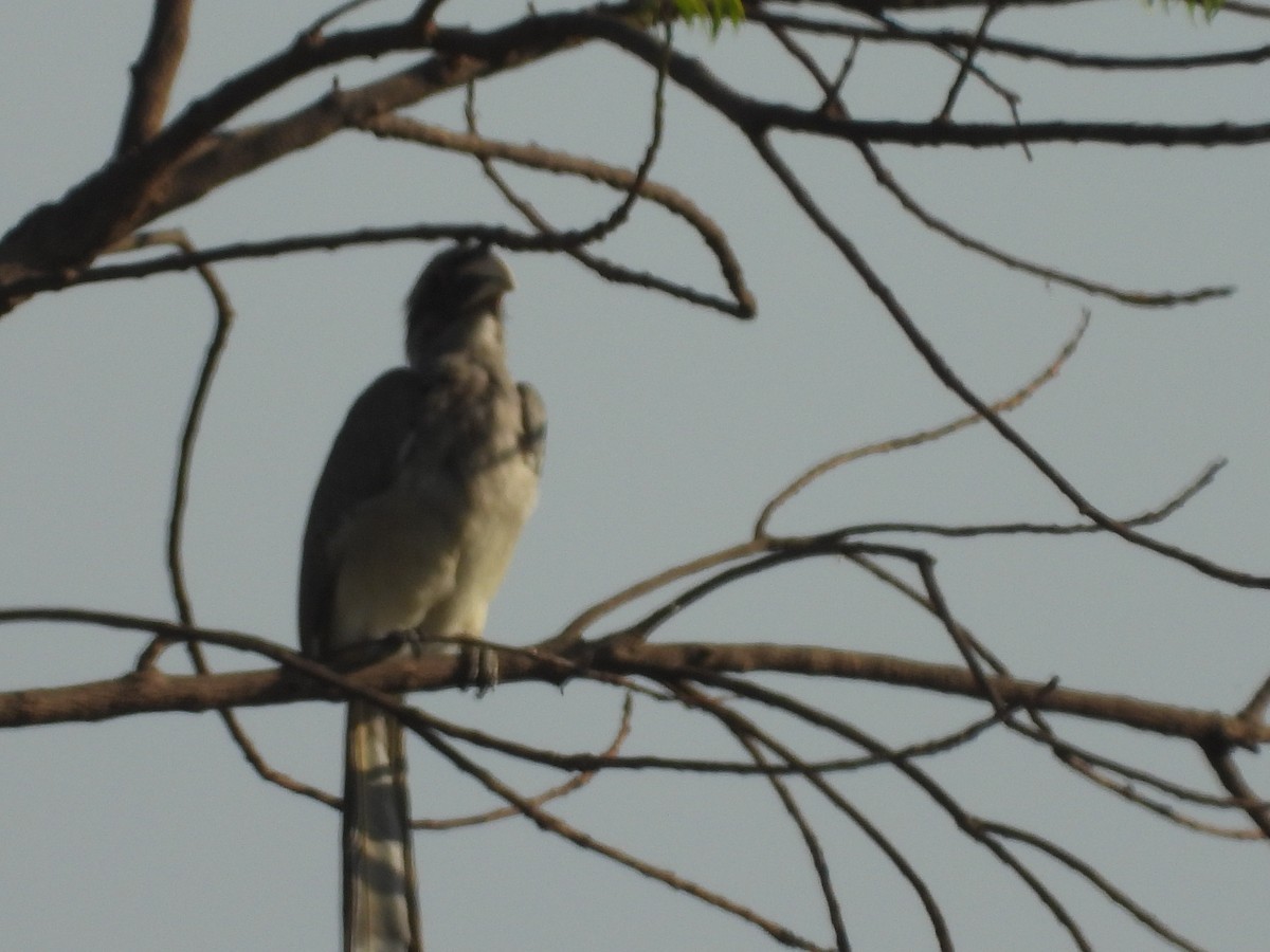 Indian Gray Hornbill - ML152261901
