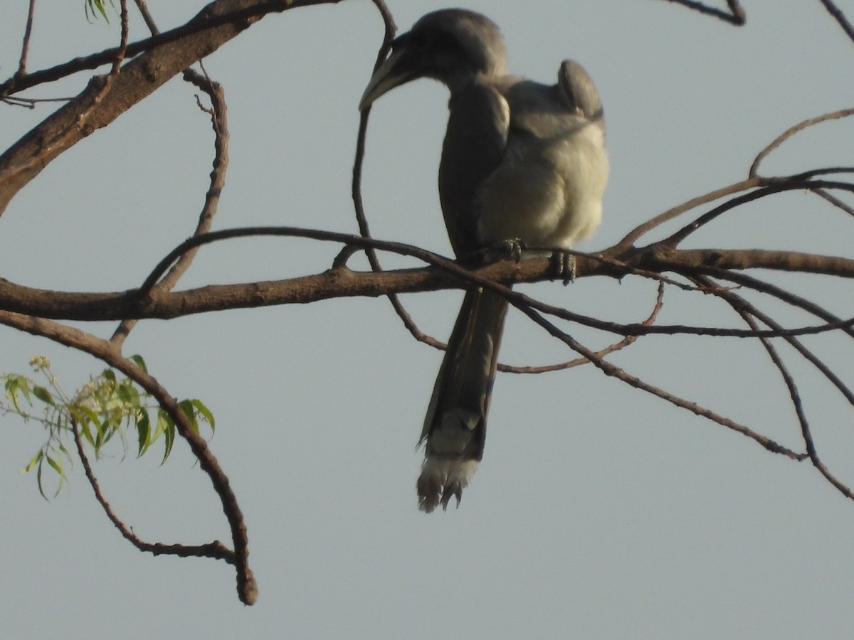 Indian Gray Hornbill - Lakshmikant Neve