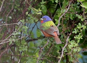 Painted Bunting - Dennis Cooke