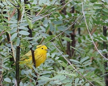 Yellow Warbler - Dennis Cooke