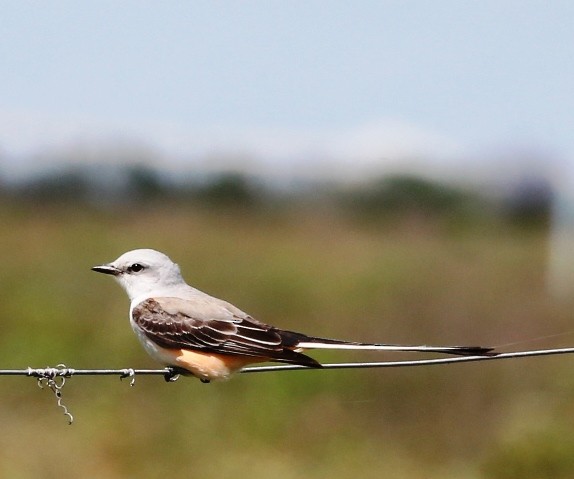 Scissor-tailed Flycatcher - Dennis Cooke