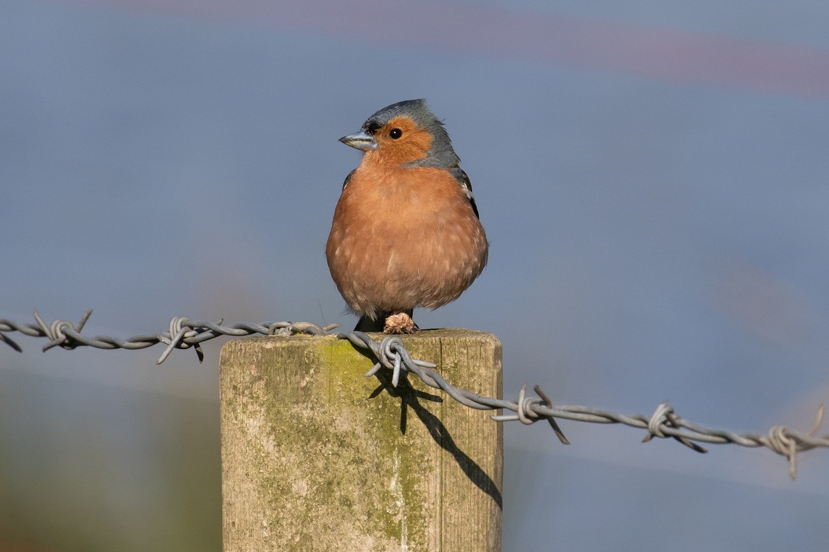 Common Chaffinch - James Kennerley