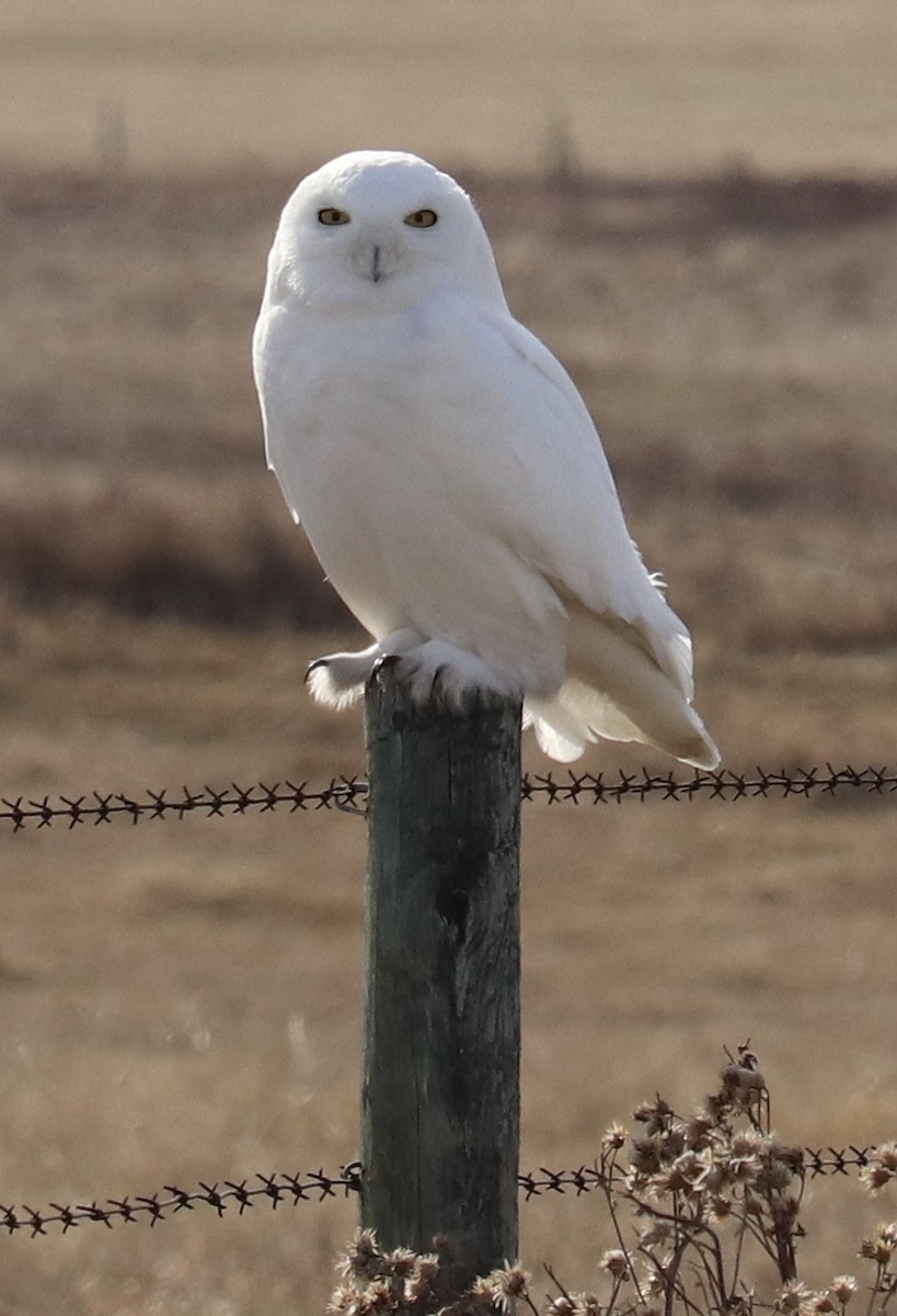 Snowy Owl - Laurie Brewster