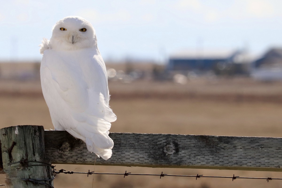 Snowy Owl - Laurie Brewster