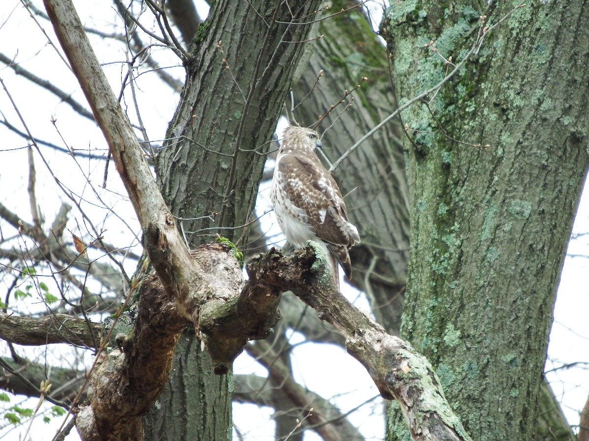 Red-tailed Hawk - ML152266391