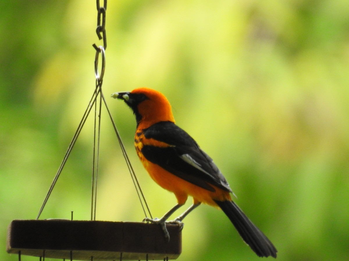 Spot-breasted Oriole - ML152267901
