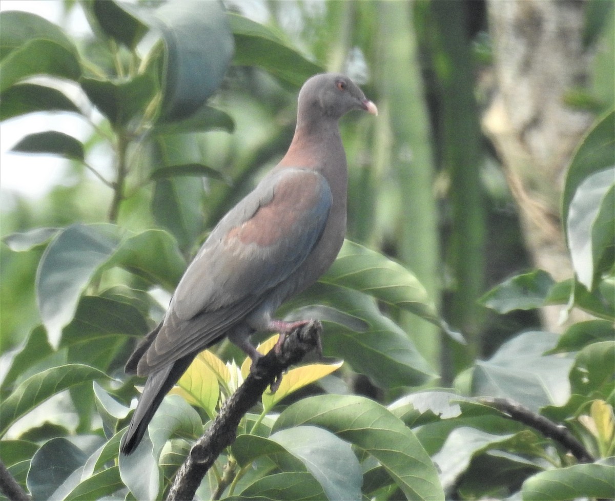 Red-billed Pigeon - ML152268361