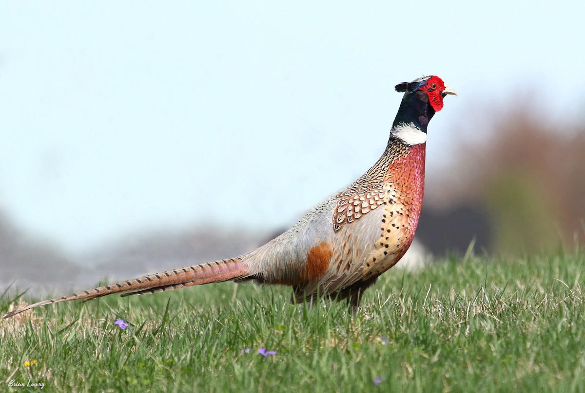 Ring-necked Pheasant - Brian Lowry