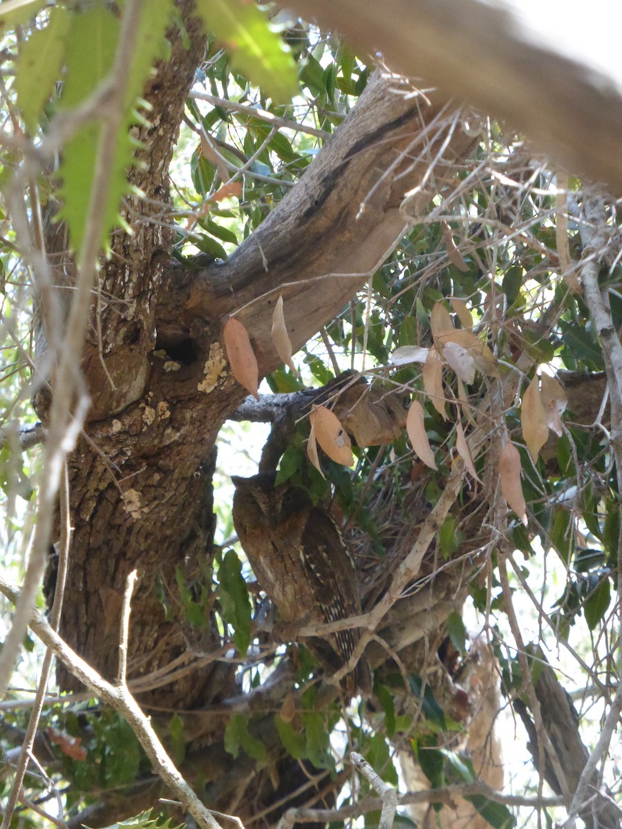 Madagascar Scops-Owl (Torotoroka) - Werner Nezadal