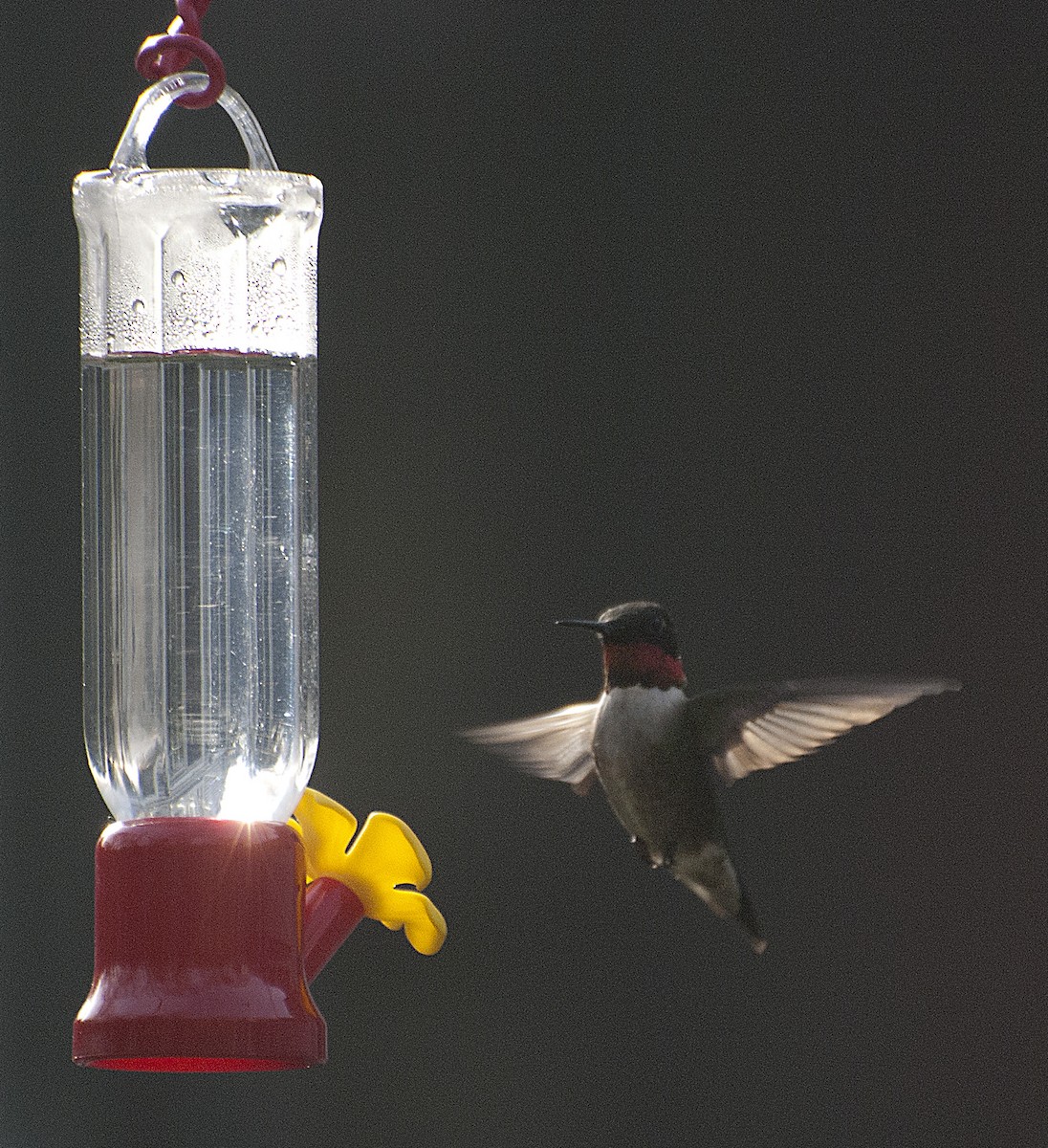 Ruby-throated Hummingbird - ML152269621