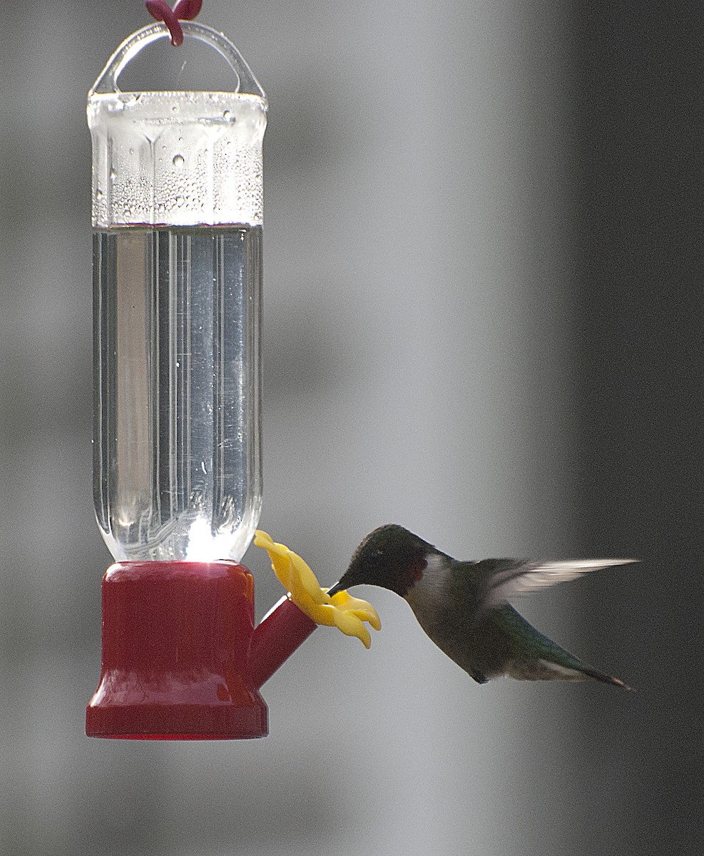 Ruby-throated Hummingbird - ML152269791