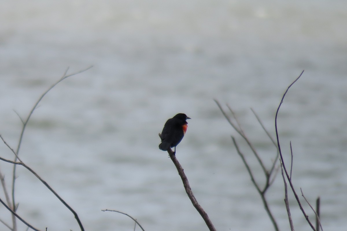 Red-winged Blackbird - ML152271021