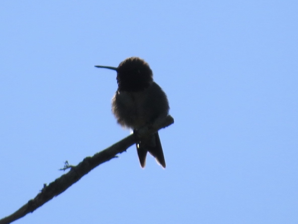 Ruby-throated Hummingbird - Andrew Bell