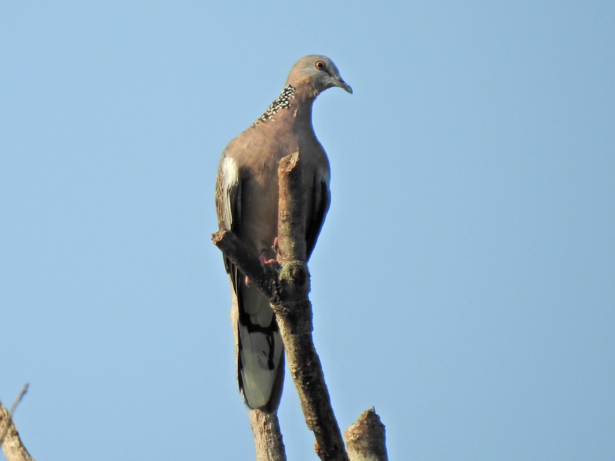 Spotted Dove - ML152272681