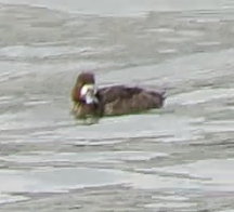 Greater Scaup - Barb Thomascall