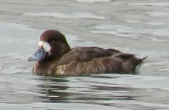 Greater Scaup - Barb Thomascall