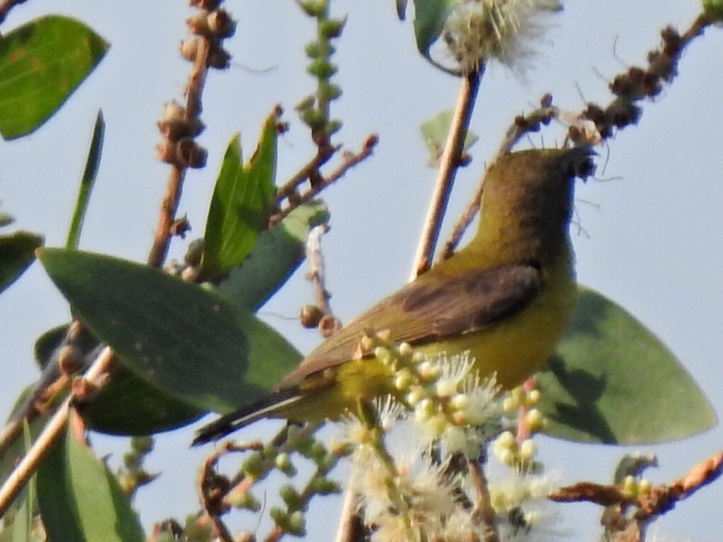 Ornate Sunbird - ML152273541