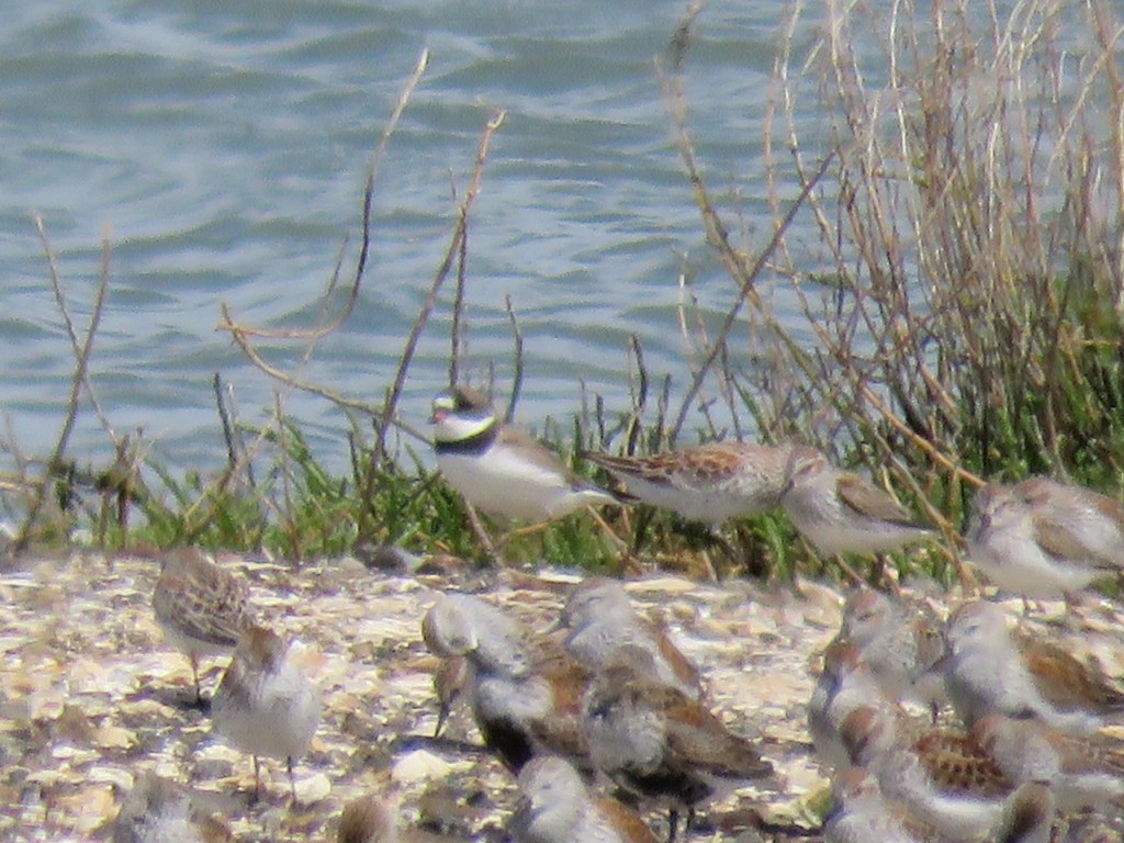 Semipalmated Plover - George Chrisman