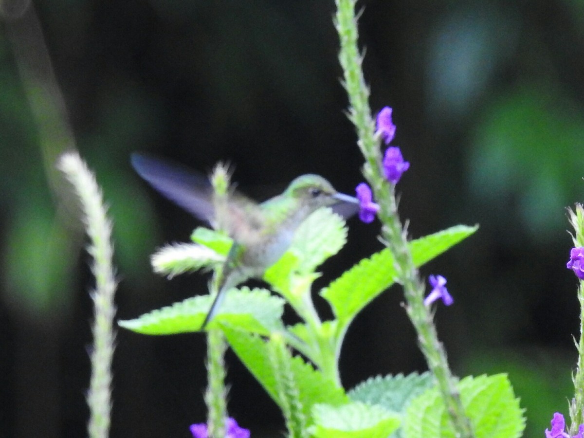 Stripe-tailed Hummingbird - Daniel Garrigues