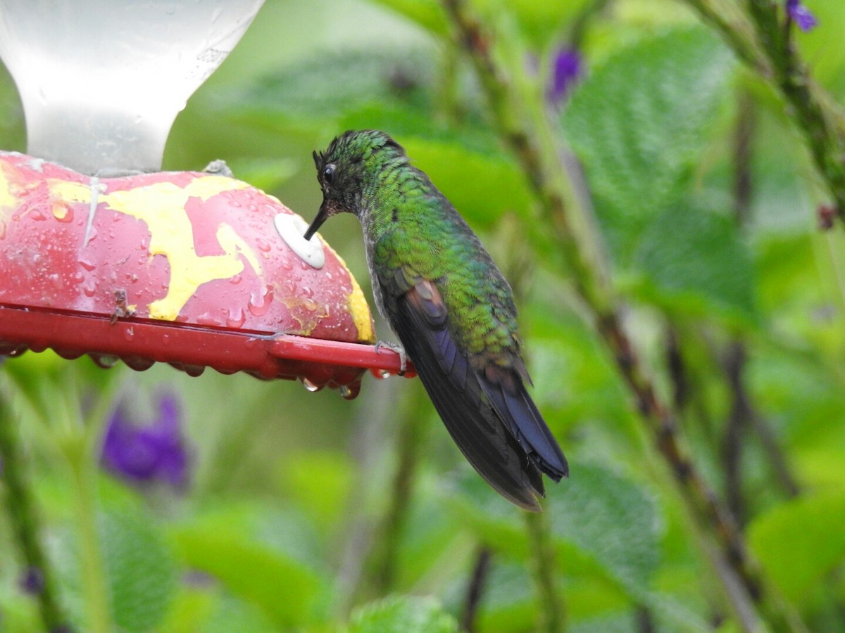 Stripe-tailed Hummingbird - ML152274441