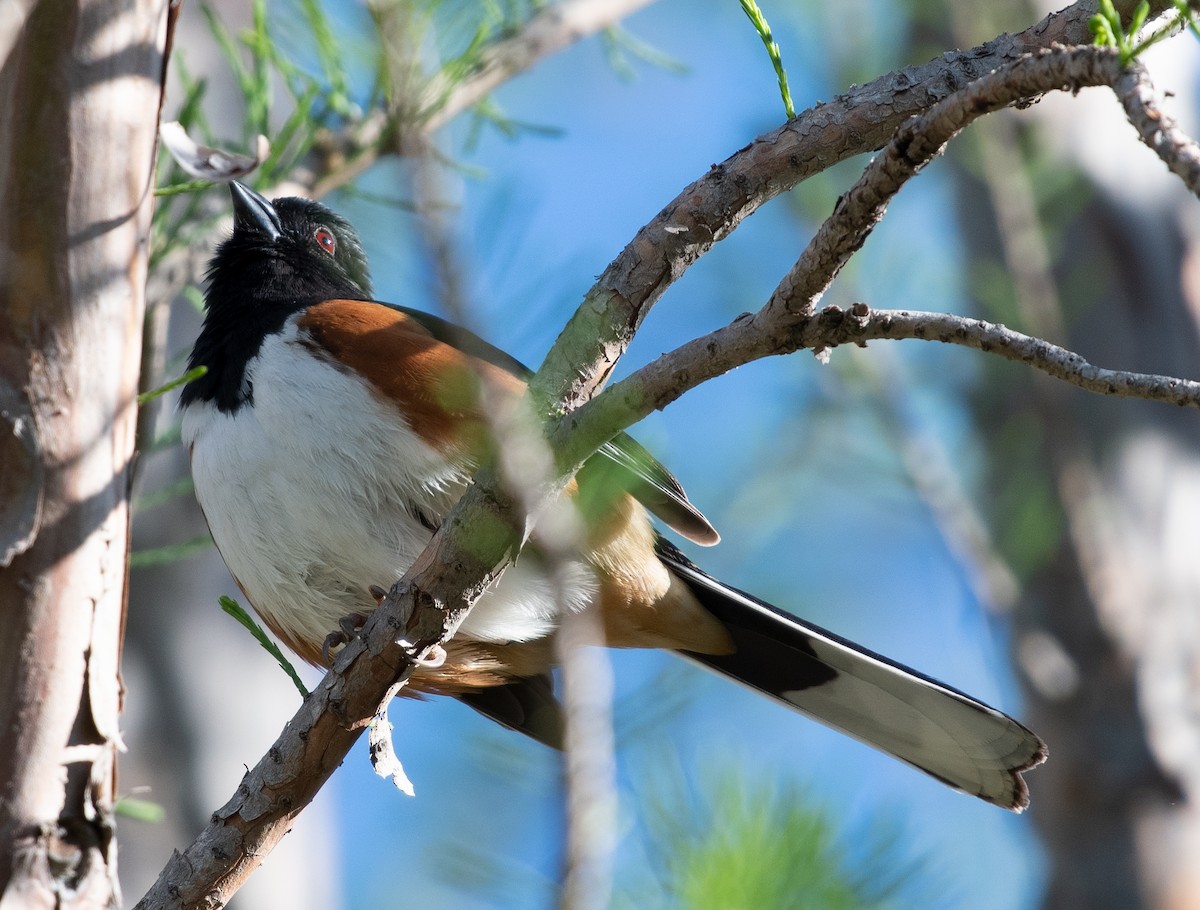 Eastern Towhee - Chase Moxley