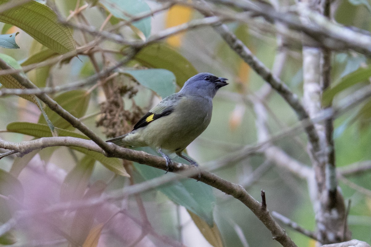 Yellow-winged Tanager - ML152275821