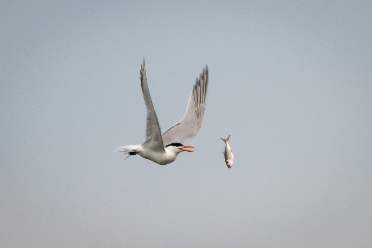 Royal Tern - Preston Sowell