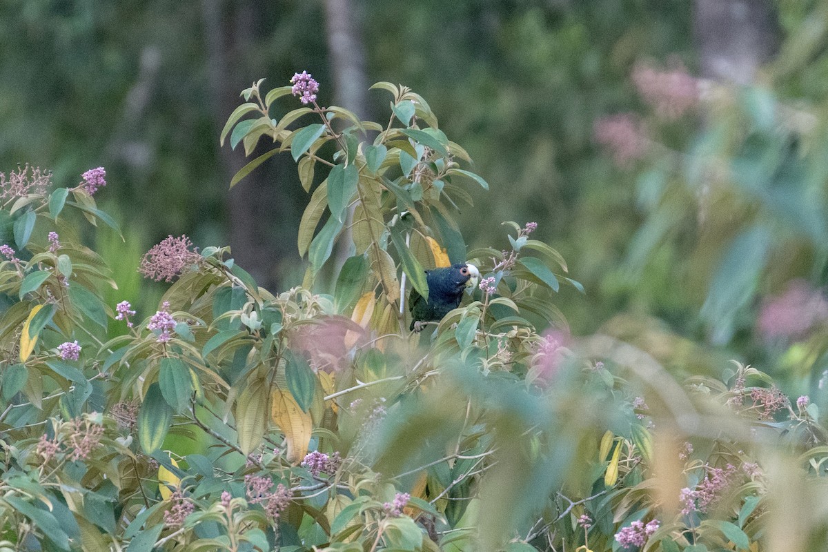White-crowned Parrot - ML152276471