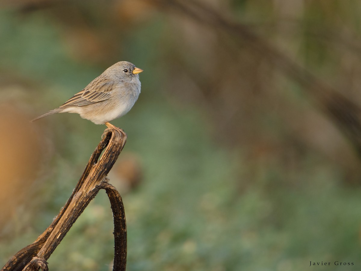 Band-tailed Sierra Finch - Javier Gross