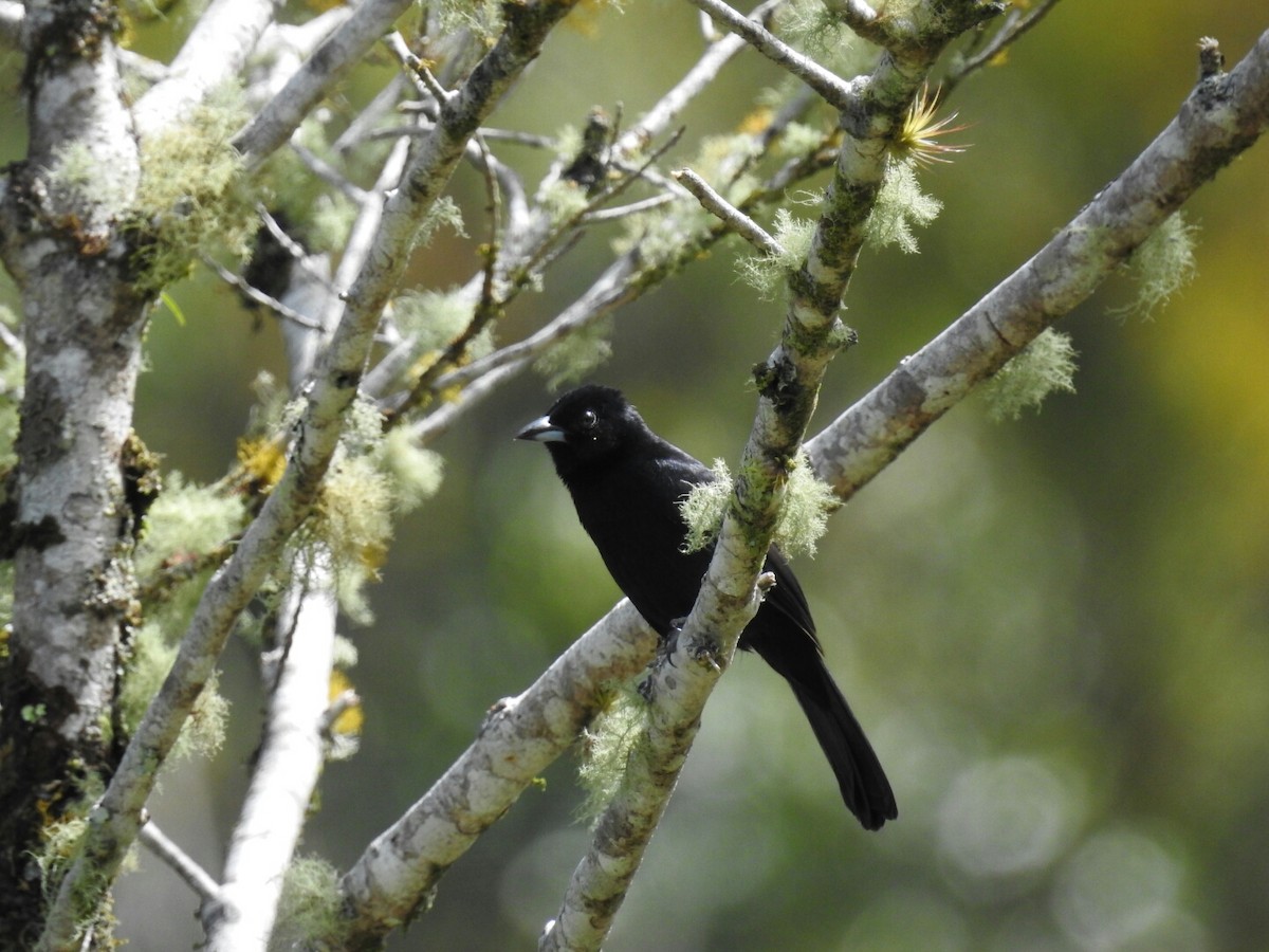 White-lined Tanager - ML152278091