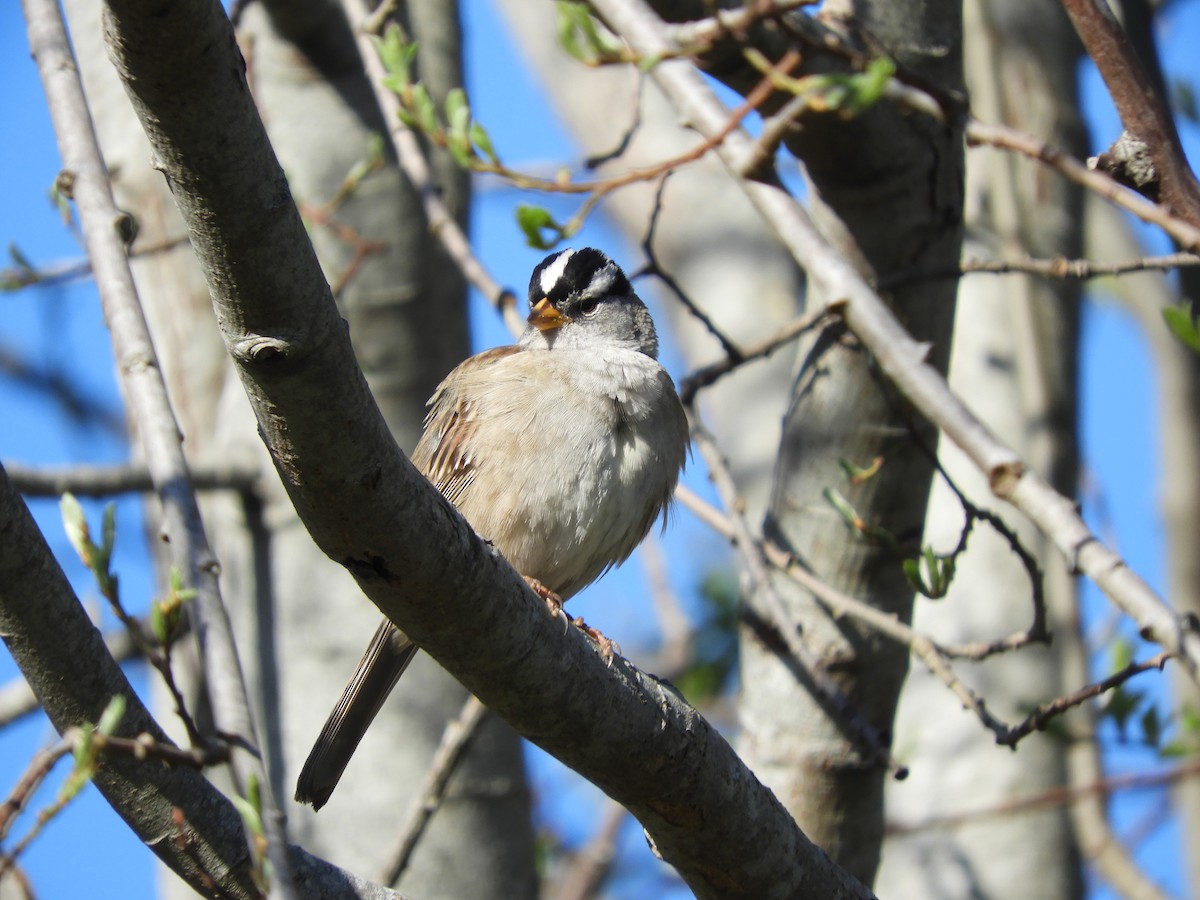 White-crowned Sparrow - Samuelle Simard-Provencal 🐋