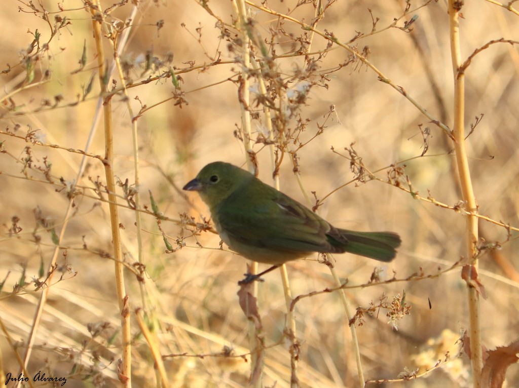 Painted Bunting - ML152280321