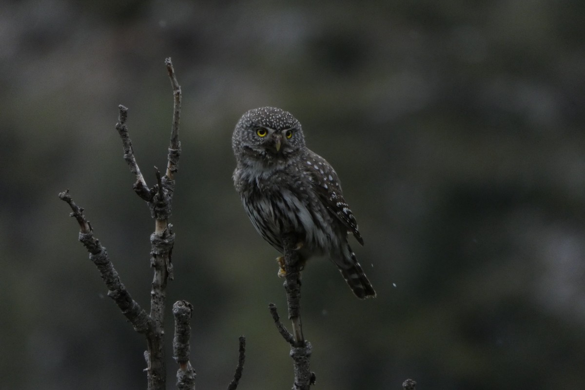 Northern Pygmy-Owl - Carl Bendorf