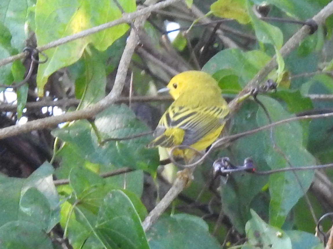 Yellow Warbler (Northern) - ML152281841
