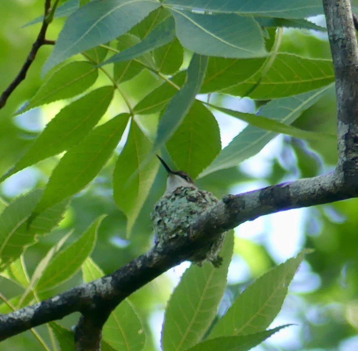 Ruby-throated Hummingbird - Peter Brown