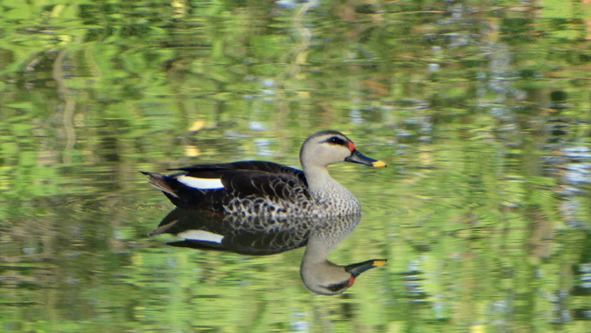 Indian Spot-billed Duck - Sreekumar Chirukandoth