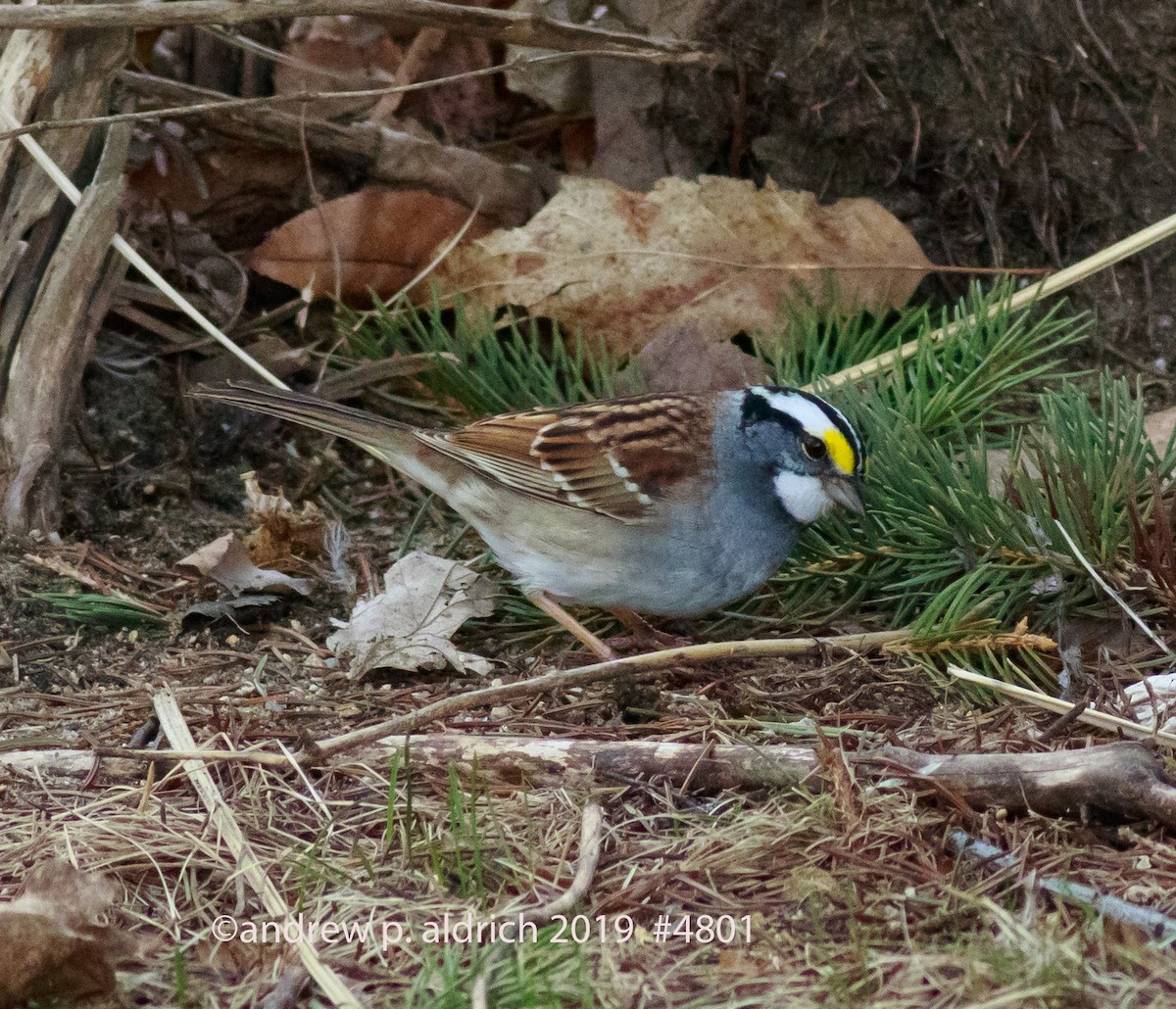 White-throated Sparrow - ML152282511