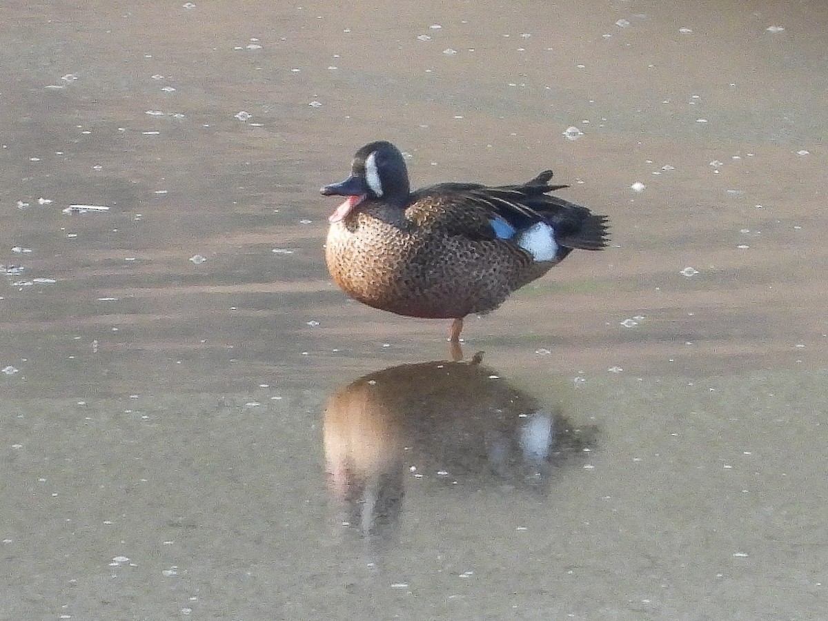 Blue-winged Teal - ML152282951