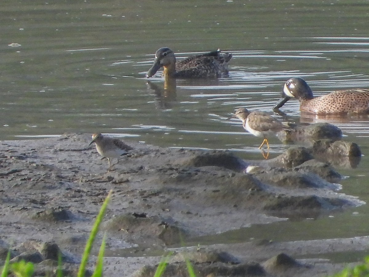 Blue-winged Teal - ML152283011