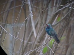Broad-billed Hummingbird - Chris Runk