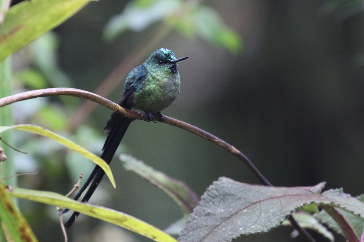 Long-tailed Sylph - ML152284821