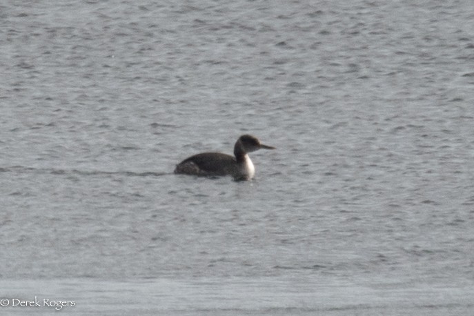 Red-necked Grebe - ML152285421