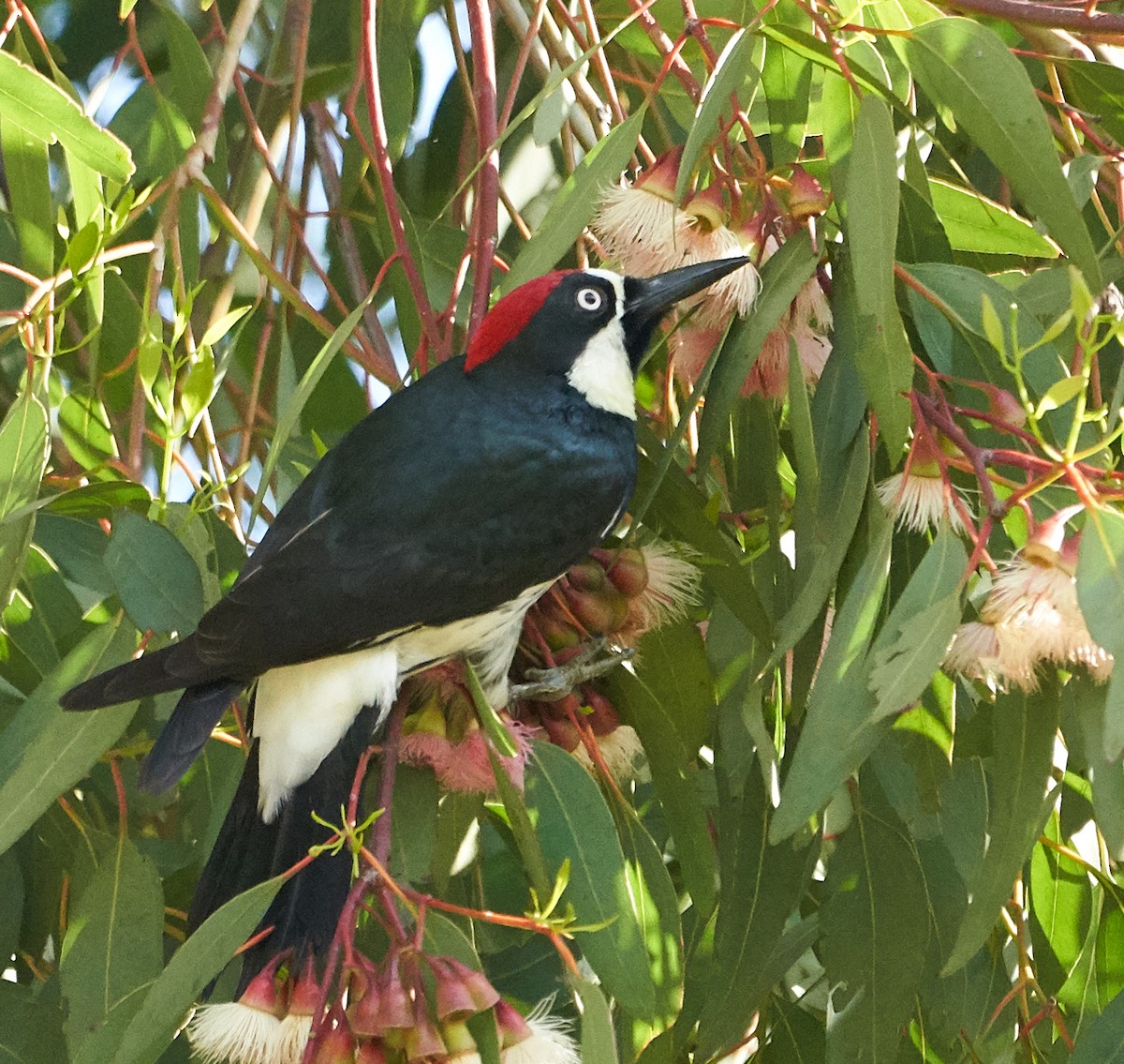 Acorn Woodpecker - ML152285951