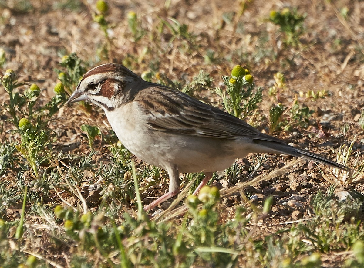 Lark Sparrow - ML152286481